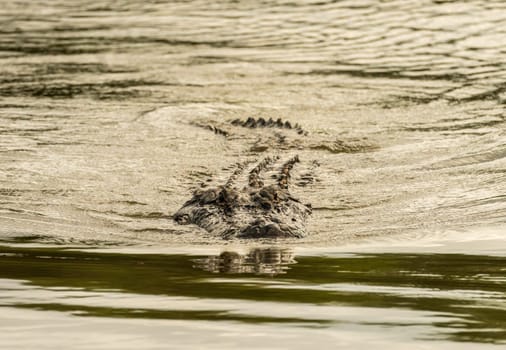 American alligator approaching across calm waters of Atchafalaya delta with eyes and snout visible in ripples