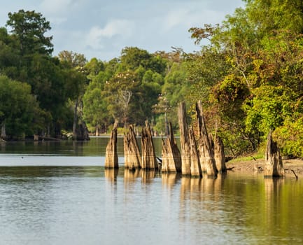 Stumps from felling of bald cypress trees in the past seen in calm waters of the bayou of Atchafalaya Basin near Baton Rouge Louisiana