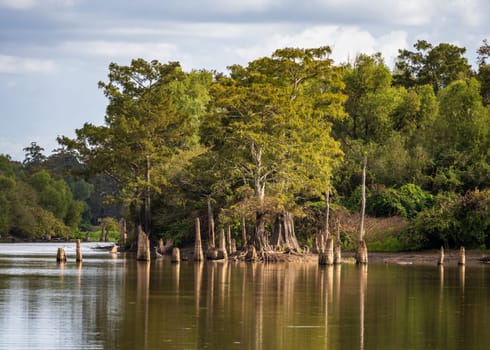 Stumps from felling of bald cypress trees in the past seen in calm waters of the bayou of Atchafalaya Basin near Baton Rouge Louisiana