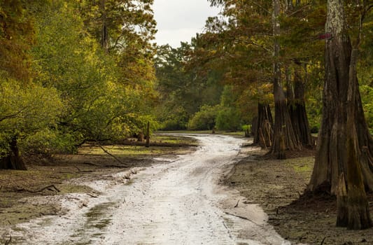 Muddy channel or pathway taken by airboat tours of the bayou of Atchafalaya Basin near Baton Rouge Louisiana