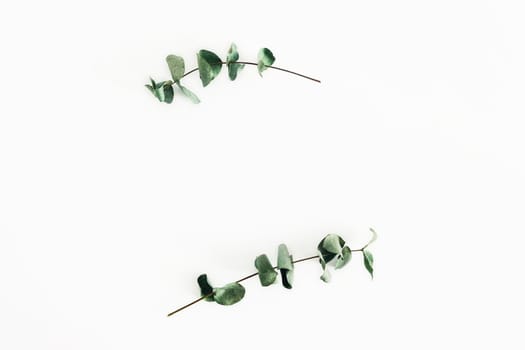 Sprigs of eucalyptus on isolated white background.