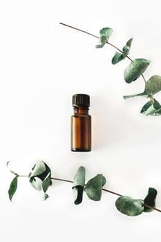 Sprigs of eucalyptus on isolated white background.