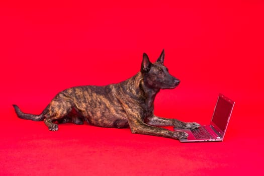 A bossy looking dog Dutch shepherd at computer. Concept of a strict manager, office related humor