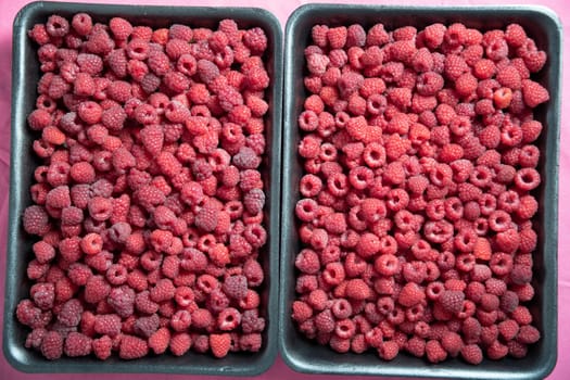 fresh pink raspberries in containers, big summer harvest of berries, fruits, vitamins, vegetarian concept, High quality photo