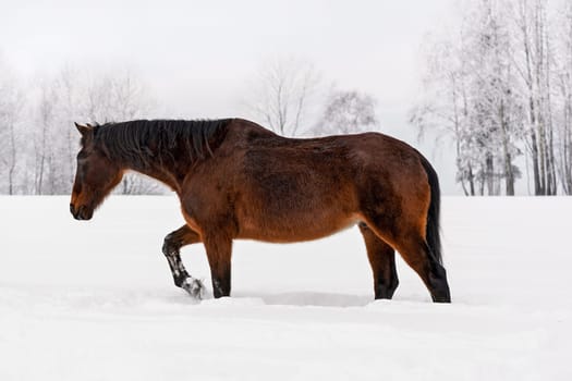 Dark brown horse walking on snow covered field in winter, blurred trees in background, view from side