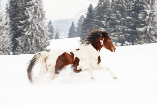 Brown and white horse, Slovak Warmblood breed, running on snow, blurred trees and mountains in background