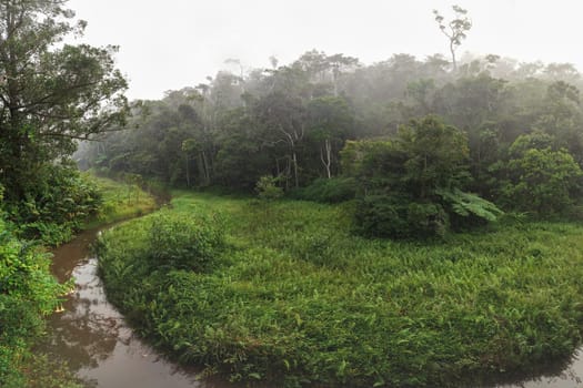 High resolution wide angle panorama - calm morning in tropical rainforest jungle with small river. Vibrant green foliage - most of it endemic to Madagascar.