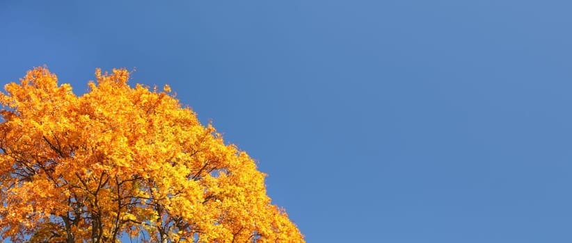 Bright orange yellow autumn leaves on tree top against clear blue sky. Wide banner with space for text on right side.