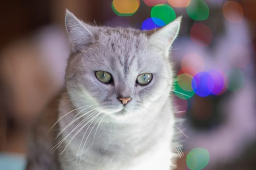 muzzle of a fluffy kitten portrait against the background of a Christmas tree with a garland of multicolor bokeh preparing for the celebration of Christmas, High quality photo
