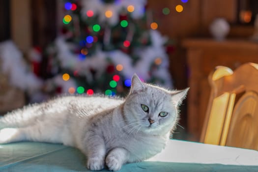 domestic Scottish kitten lies down on the table against the background of a Christmas tree, carefreely celebrates the holiday, High quality photo