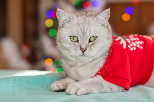 Dressed as Santa Claus, a cat with a festive mood sits on a table in front of a Christmas tree shining with a bright garland of multi-colored lights, holiday with pets, High quality photo