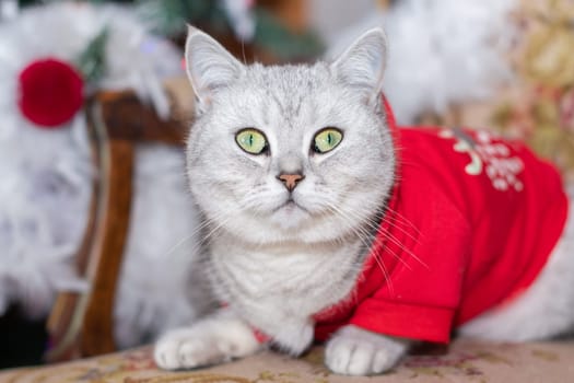 kitten in a red jacket, like Santa Claus, sits on a chair with a Christmas tree, holiday with pets, high quality photo
