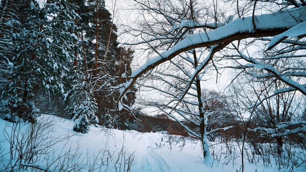 Snowy forest in the winter. Winter landscape with snow covered trees