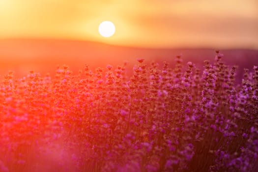 Blooming lavender in a field at sunset in Provence. Fantastic summer mood, floral sunset landscape of meadow lavender flowers. Peaceful bright and relaxing nature scenery