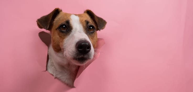 Funny dog jack russell terrier tore pink paper background