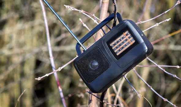 On the branches of the tree hangs a small radio on batteries during a picnic in the woods.