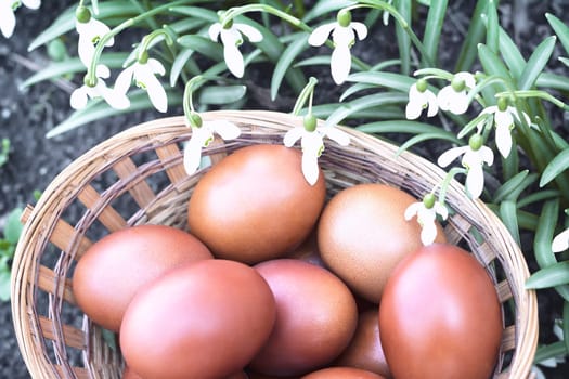 In a wicker basket near flowering snowdrops are red Easter eggs.