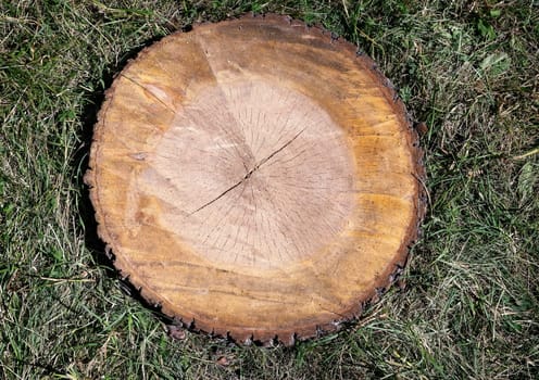Background image: the surface of the stump of the felled wood with visible wood structure.