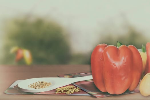 Large red and yellow peppers fruits and seeds of the peppers on a wooden countertop. Presented at the blurred background of the greenhouse.