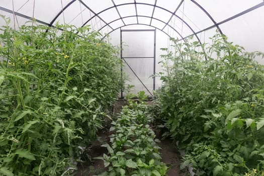 A small greenhouse with a metal frame covered with polycarbonate. Designed for growing vegetables. In a greenhouse growing tomatoes, peppers, eggplant.