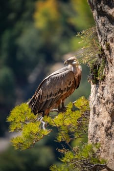 Griffon vulture perches on cliff in pine area, surveying the landscape.