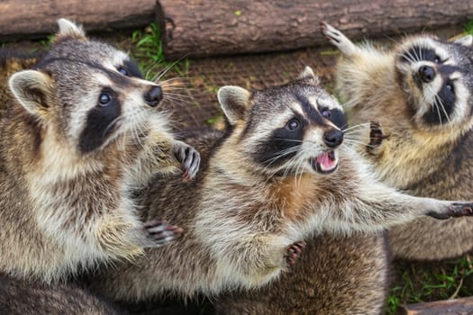 Raccoons beg for food with their paws up
