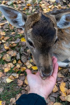 spotted fawn eats from human hand