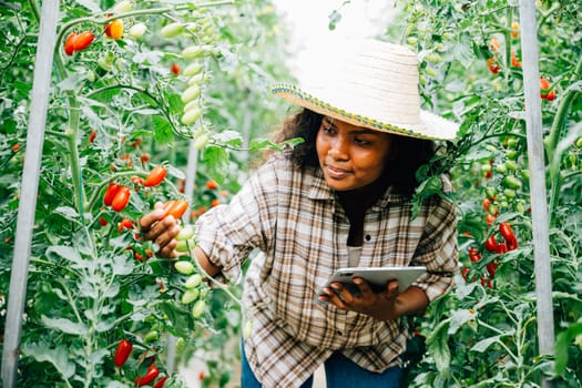 Agricultural innovation, Woman farmer checks organic tomatoes using a digital tablet in the greenhouse. Smart farming concept with the owner smiling, examining vegetables for quality.