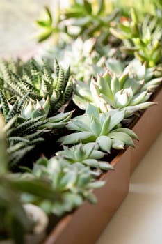 many beautiful Succulent plants top view. Green echeveria succulents collection . Trendy Indoor Plant Gritty Rocks