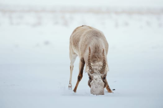 Portret of male Saiga antelope in the winter steppe, during the rutting season. Saiga tatarica gets food from under the snow. Saiga antelope grazing in the steppe. endangered species saiga close-up.