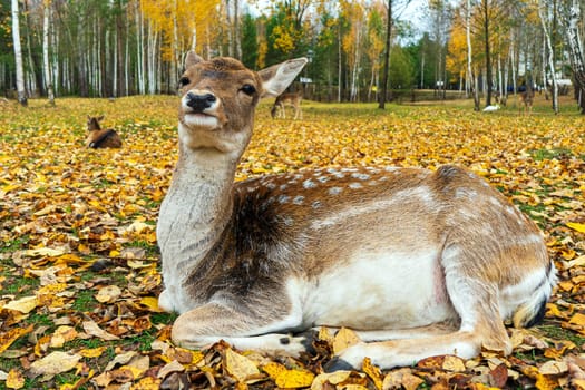 spotted deer doe lies on autumn fallen leaves