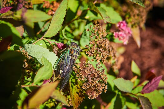 Vibrant Close-up of Cicada in Natural Habitat at Muncie Conservatory, Indiana 2023