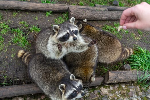 Raccoons beg for food with their paws up