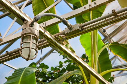 Industrial light fixture illuminating thriving plants in a Muncie, Indiana greenhouse, showcasing sustainable technology in modern agriculture.