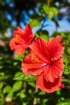 Vibrant red hibiscus flowers in full bloom, showcasing intricate details and natural beauty, in a sunlit Botanic Garden, Elkhart, Indiana, 2023.