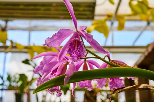 Vibrant Purple Orchid Close-up in Muncie Conservatory Greenhouse, Indiana, 2023