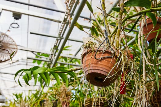 Orchid thriving in weathered terracotta pot in sunlit Muncie, Indiana conservatory greenhouse, showcasing sustainable horticulture.