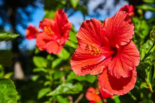 Vibrant Red Hibiscus Trio in Full Bloom at Elkhart Botanic Gardens, Indiana, Showcasing Nature's Beauty in Bright Daylight