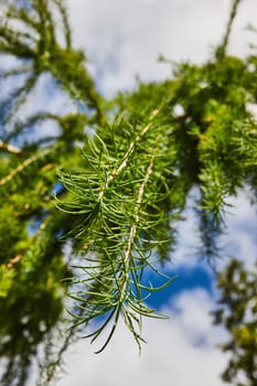 Upward view of vibrant green pine needles against tree branches under a bright blue sky in Elkhart Botanic Gardens, Indiana in 2023