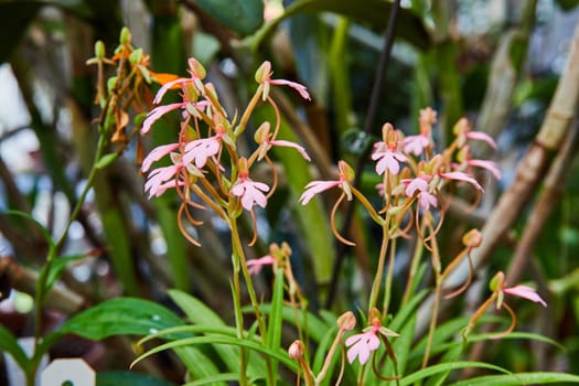 Delicate pink orchids bloom in Muncie, Indiana's 2023 conservatory, showcasing the tranquil beauty of nature and horticulture.