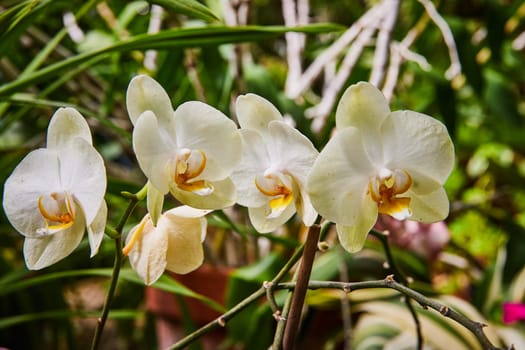 Vibrant cluster of white orchids in full bloom with golden-yellow centers, set against a blurred foliage backdrop in a Muncie, Indiana greenhouse, 2023.