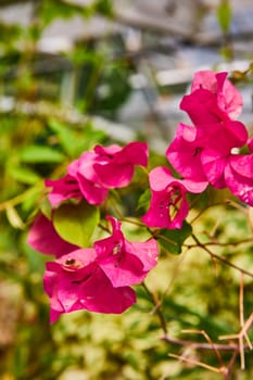 Bright pink bougainvillea flowers in full bloom under natural daylight at a Muncie Indiana conservatory, highlighting tropical beauty and growth