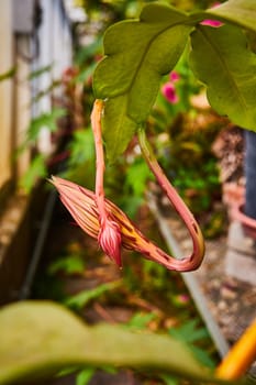 Exotic pink bloom unfurling its petals in Muncie Conservatory, Indiana, 2023 - a vibrant contrast with lush greenery in a sunlit greenhouse garden setting.
