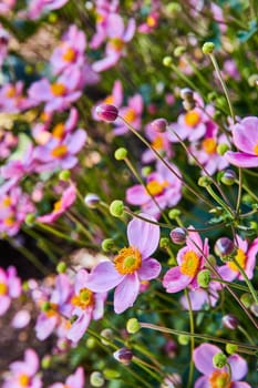 Splendid Close-up of Pink Anemone Flowers Blooming in Elkhart's Botanic Garden, Indiana, Embodying Spring Renewal and Natural Beauty
