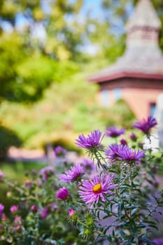 Vibrant Purple Aster Flowers in Tranquil Garden Setting, Botanic Gardens, Elkhart, Indiana, 2023