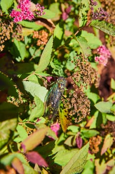 Cicada Amidst Vibrant Foliage in Muncie Conservatory, Indiana, 2023 - A Close-up View of Intricate Nature