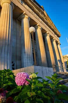 Sunrise at a Neoclassical Public Library in Muncie, Indiana, adorned with Green Foliage and Pink Hydrangeas