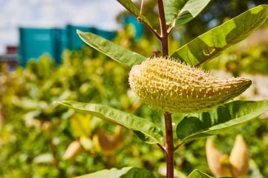 Vibrant Close-Up of Milkweed Pod in Urban Indianapolis Garden, 2023 - A Testament to Nature's Resilience