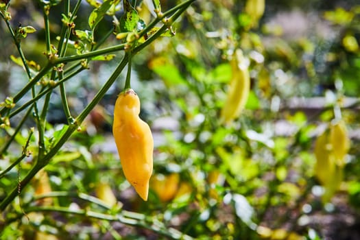 Succulent Yellow Chili Pepper in Sunlit Botanic Gardens, Elkhart Indiana - Organic Agriculture Spotlight in 2023