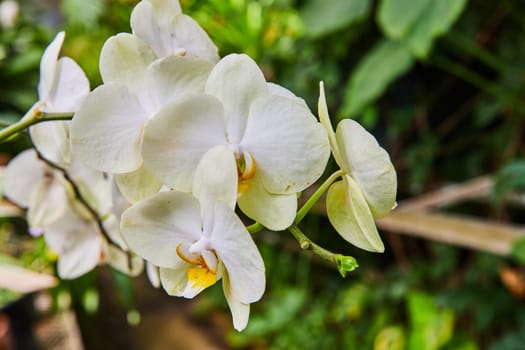 Vibrant white orchids bloom in Muncie, Indiana's 2023 greenhouse conservatory, showcasing nature's tranquility and purity.